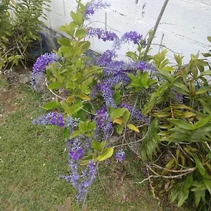  Appartement Les Bougainvilliers